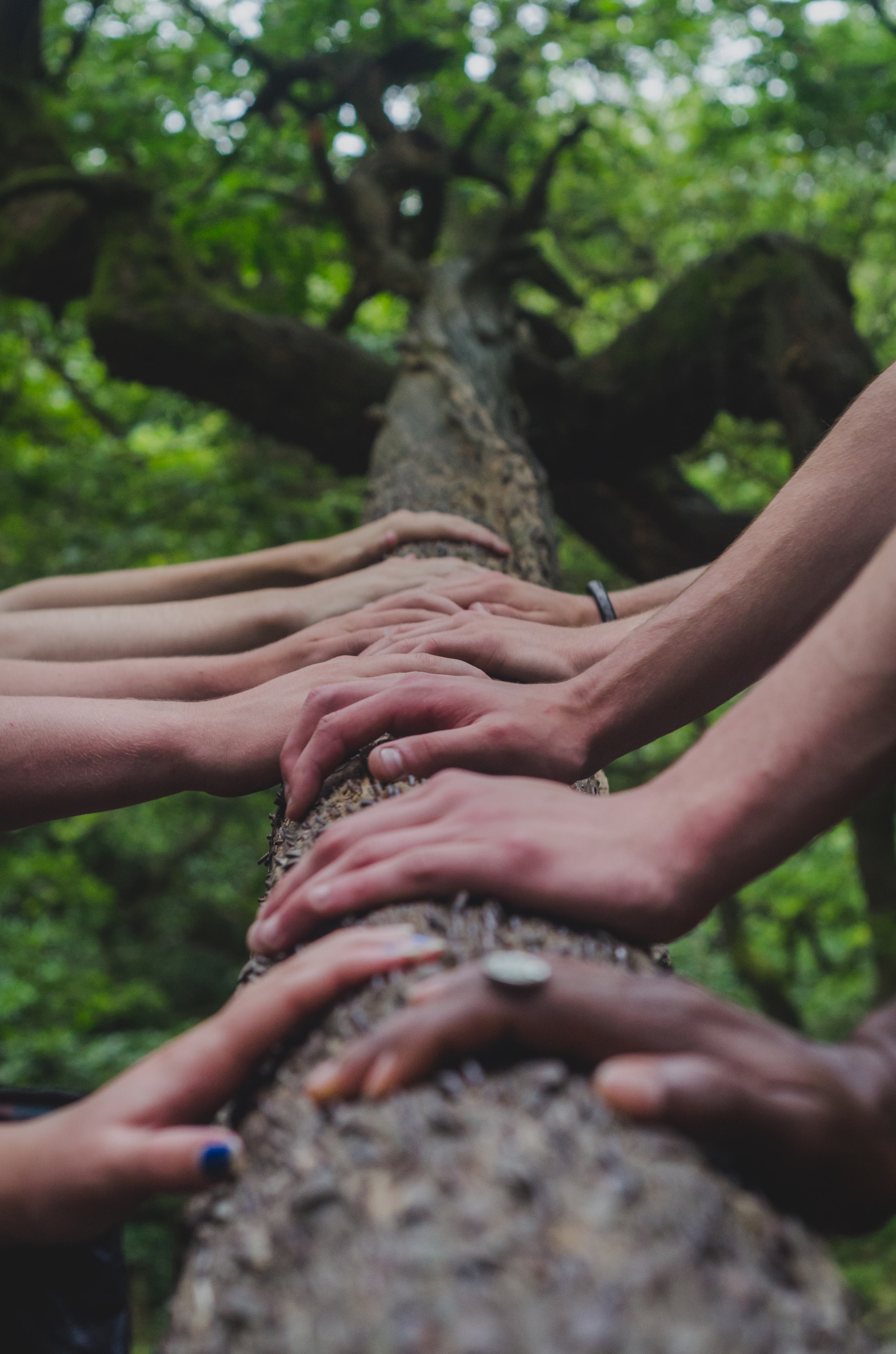 picture of hands on a tree